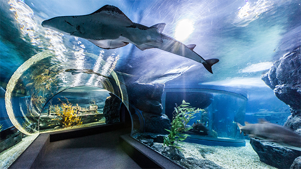 อวสานห้างไทยในตำนาน